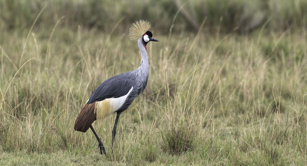 Gru Coronata: come allevarla a casa