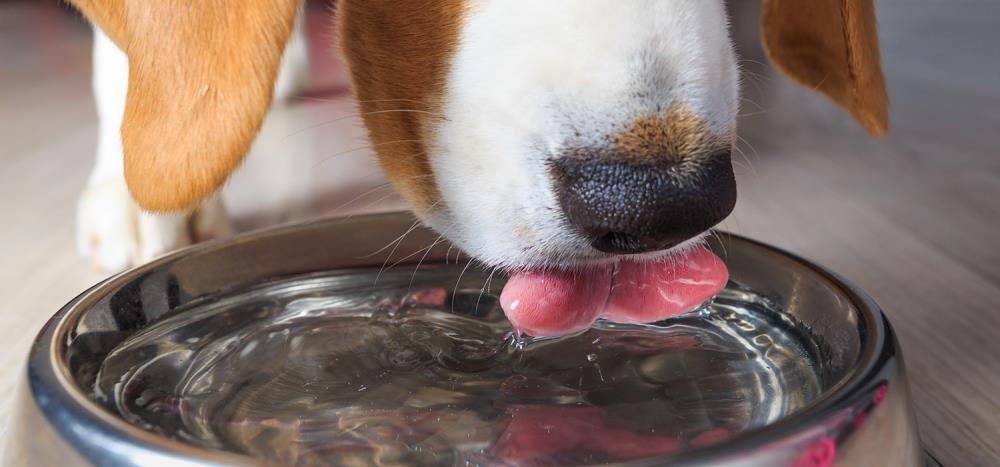 Il cane non beve: sintomi, cause e rimedi