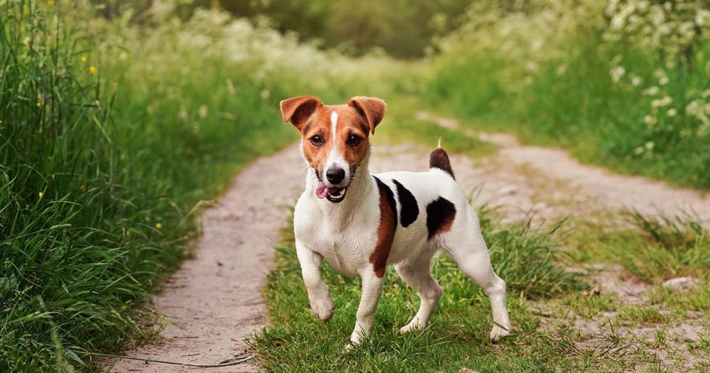 Jack Russel: carattere, alimentazione e cura