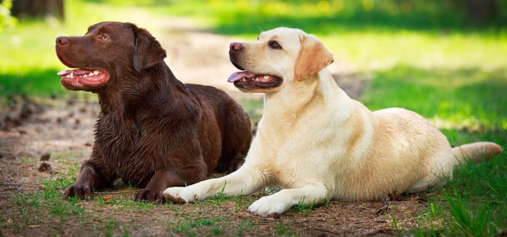 Labrador Retriever: carattere, alimentazione, salute