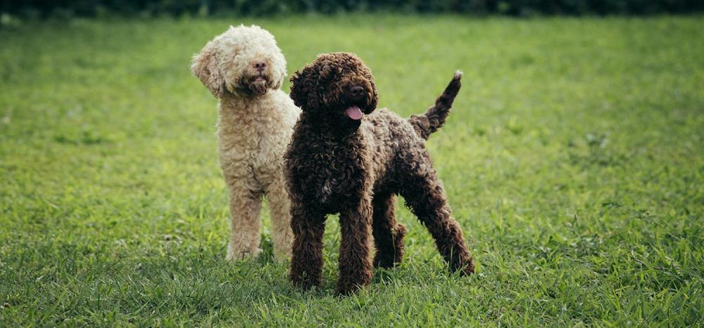 Lagotto Romagnolo: caratteristiche, alimentazione e cure