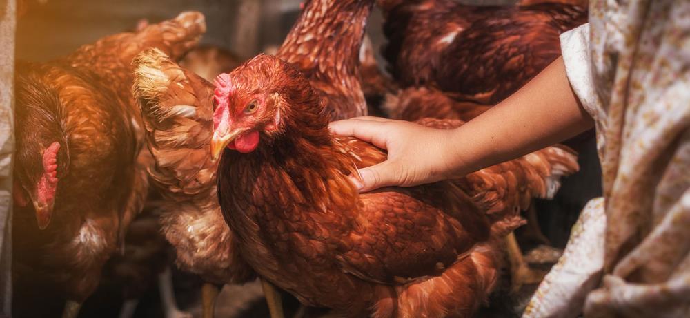 Le galline non fanno uova? Ecco quali possono essere i motivi