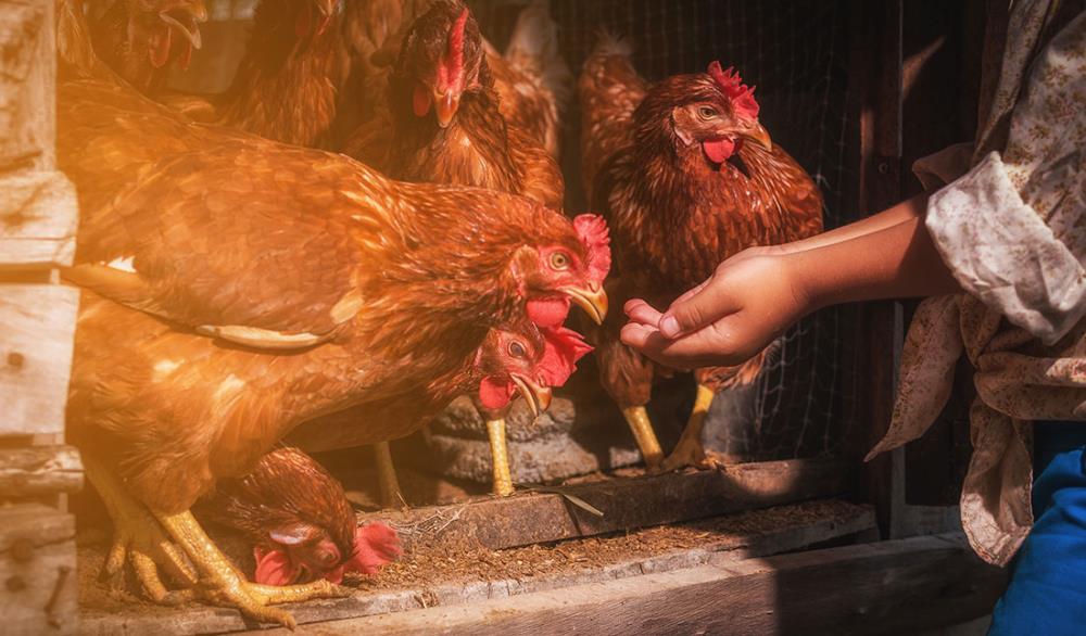 Problema: Le galline perdono gradualmente peso