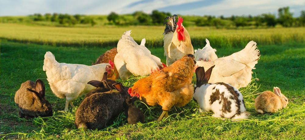 Le galline possono convivere con altri animali domestici? La risposta è si