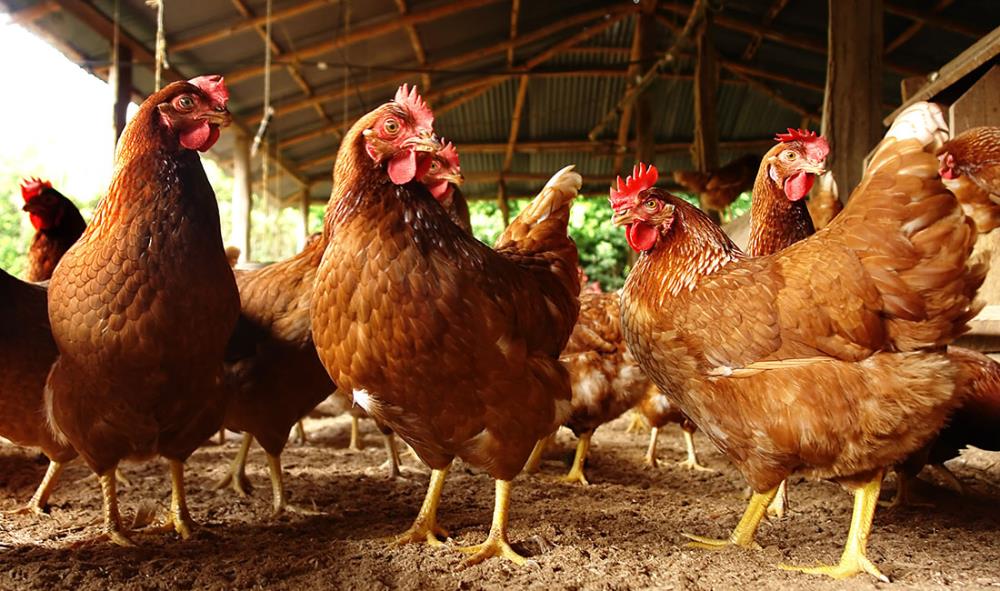 Problema: Le galline sembrano annoiate