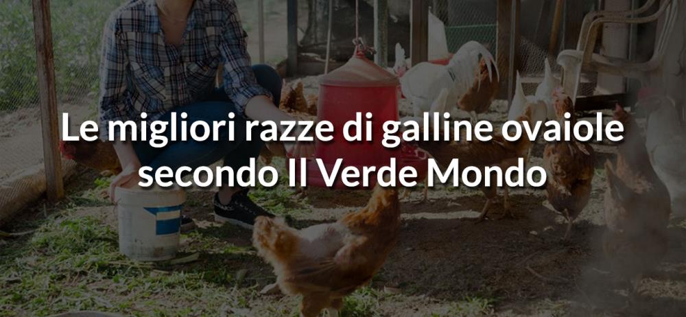 Le migliori razze di galline ovaiole secondo il Verde Mondo