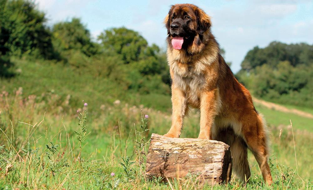 Leonberger: carattere, educazione ed alimentazione