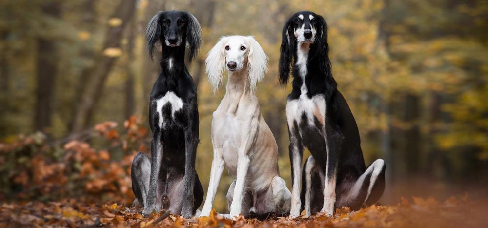 Levriero Persiano Saluki: caratteristiche, alimentazione, cure