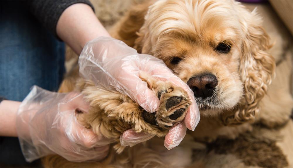 Malattie della pelle del cane: quali sono e come curarle