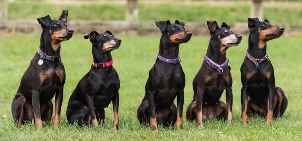 Manchester Terrier: caratteristiche, alimentazione e salute