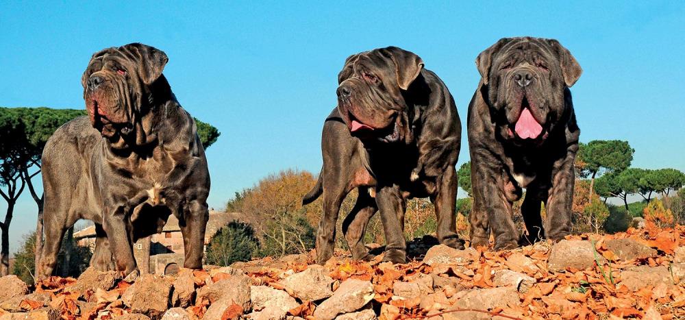 Mastino Napoletano: caratteristiche, alimentazione e salute