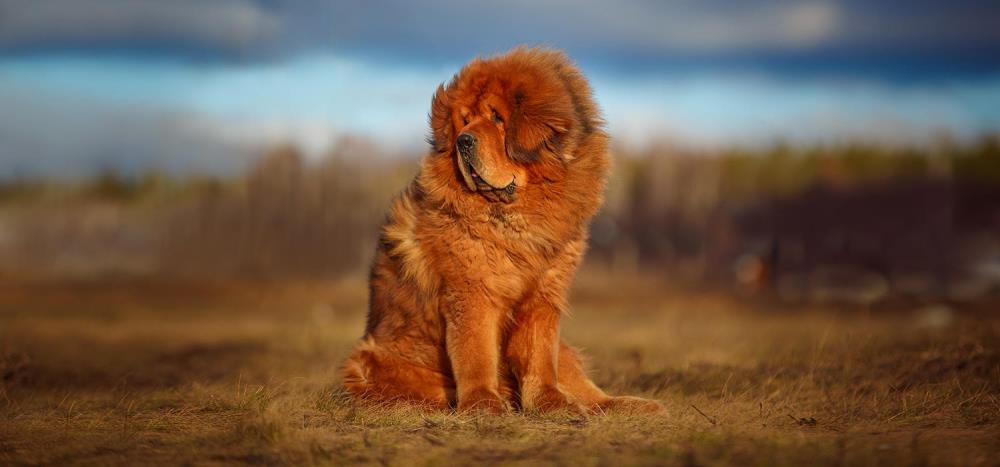 Mastino Tibetano: carattere, alimentazione e salute