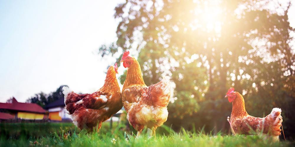 Problema: Non riesco a prendere le galline