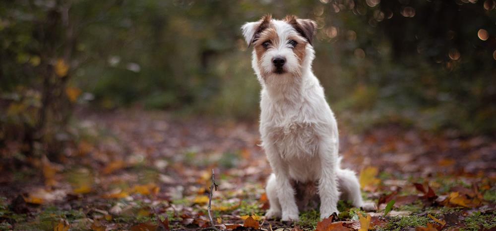 Parson Russell Terrier: caratteristiche, alimentazione e cura