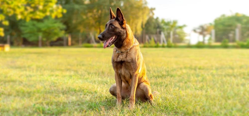 Pastore Belga Malinois: caratteristiche, salute e alimentazione