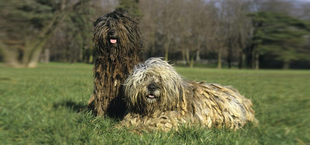 Pastore Bergamasco: caratteristiche, alimentazione e cure