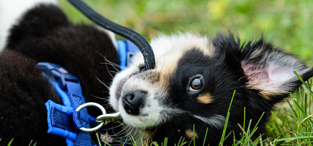 Perché il cane morde il guinzaglio: cause e rimedi