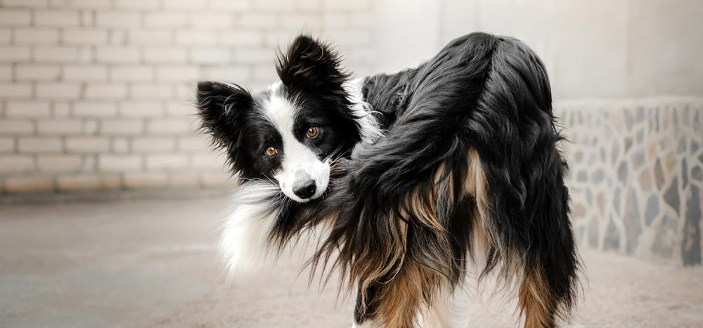 Perché il cane si morde la coda: cause e rimedi