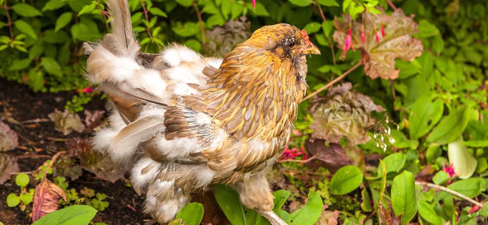 Perché in Autunno le galline fanno la muta? Si rifanno il piumaggio!