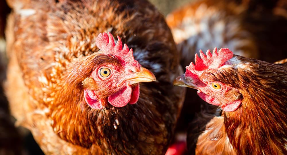 Perché le galline si beccano tra loro