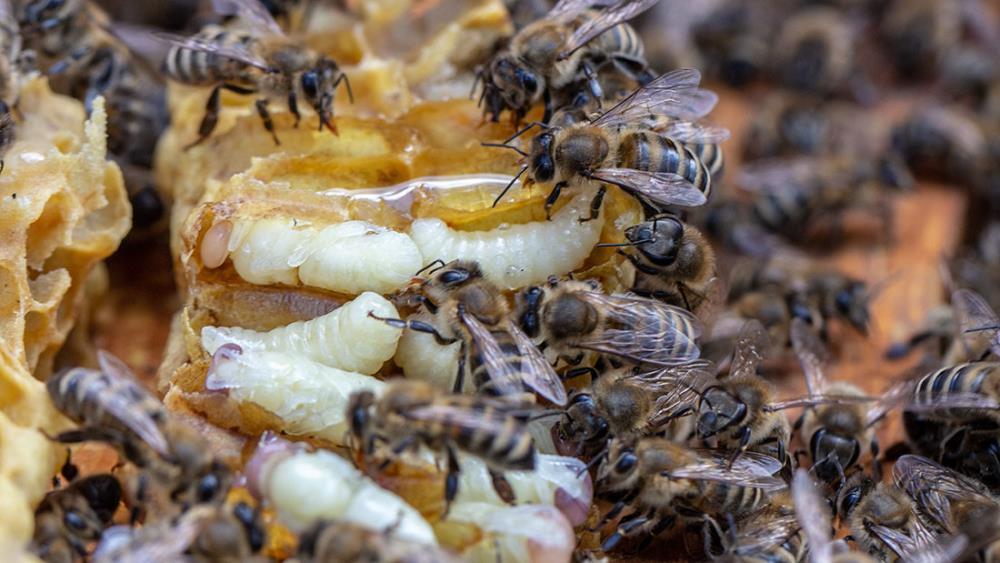 Nuovo pericolo per gli alveari Italiani: il parassita Aethina tumida