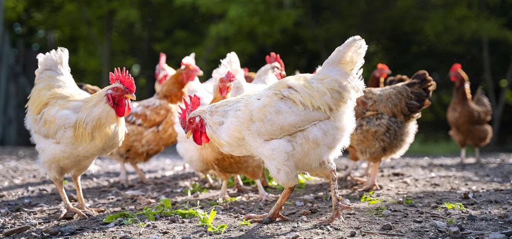 Piante velenose per le galline: quali sono e come evitare le ingestioni