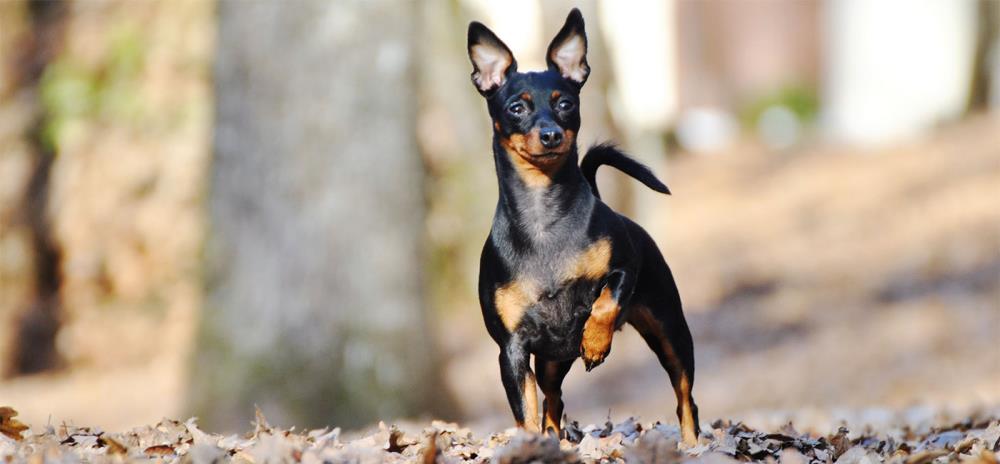 Pinscher nano: carattere, educazione, alimentazione