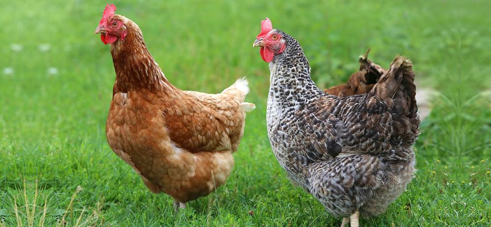 Pollo Bielefeld: caratteristiche e allevamento della razza tedesca