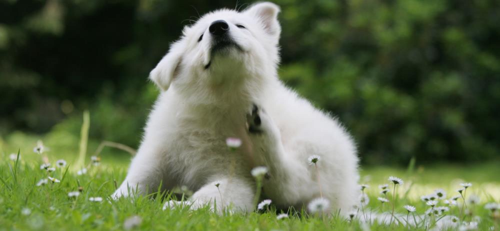 Cane: prevenzione biologica dai parassiti