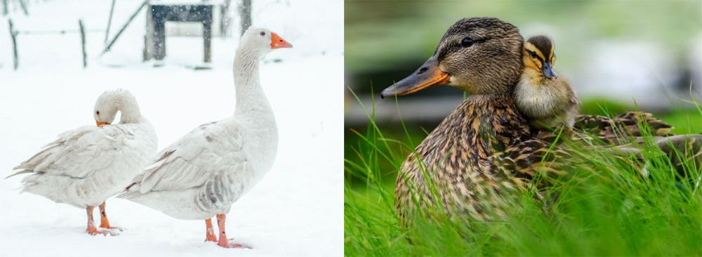 Qual è la differenza tra anatra e papera? Anseriformi a confronto