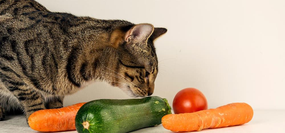 Quali verdure possono mangiare i gatti e quali evitare