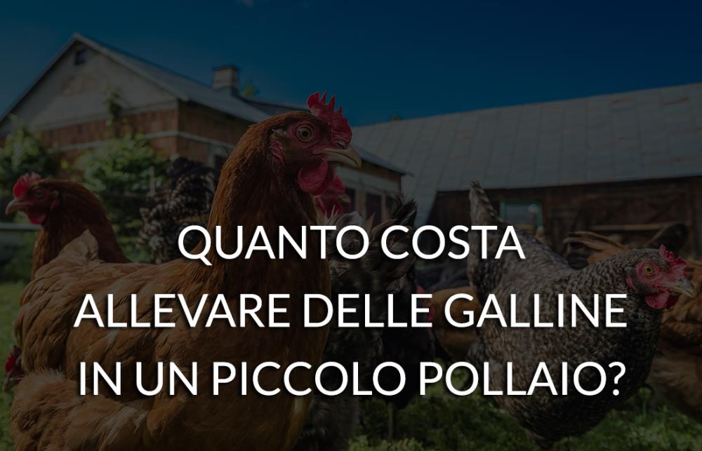 Quanto costa allevare delle galline in un piccolo pollaio? Ecco la risposta