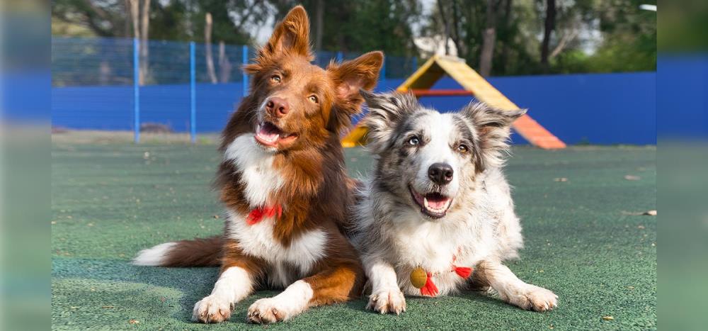 Le razze di cani più intelligenti: 10 pelosi che ti sorprenderanno