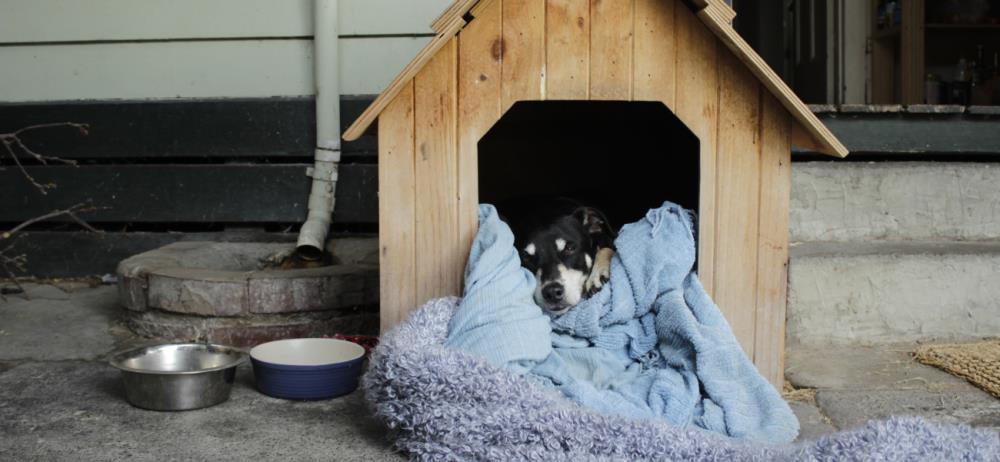 Come riscaldare la cuccia del cane in vista dell’inverno