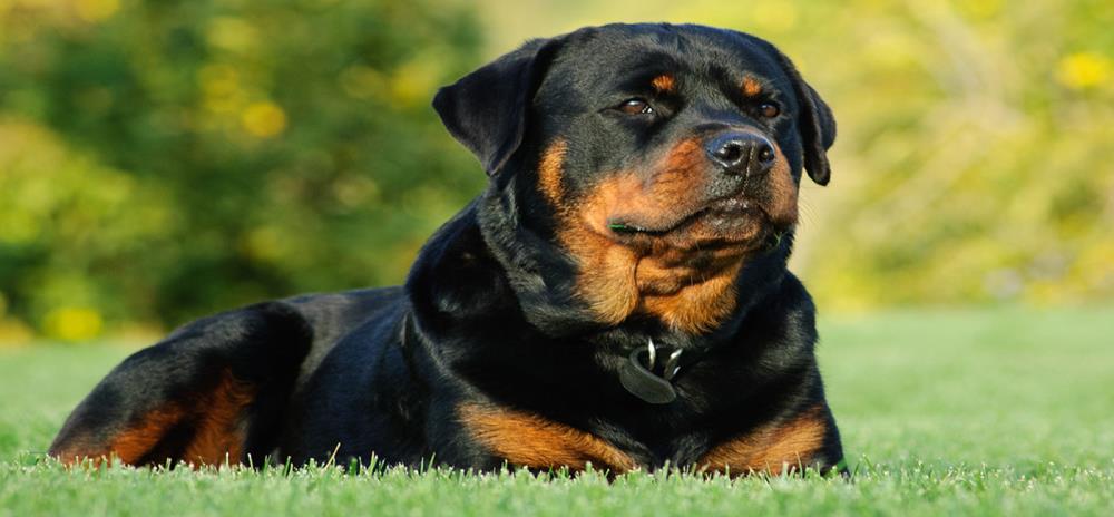 Rottweiler: caratteristiche, educazione, alimentazione