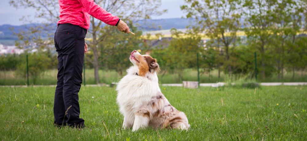 Rapporto con il Cane: Il segnale 'Bravo' | come si fa e a cosa serve