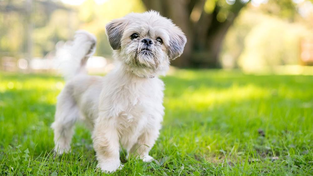 Shih Tzu: temperamento, alimentazione, educazione