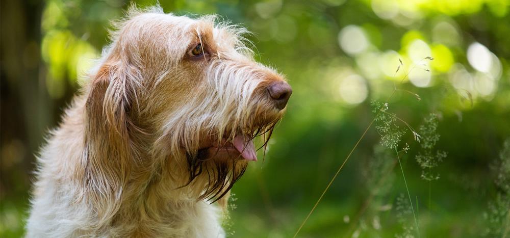 Spinone Italiano: carattere e allevamento