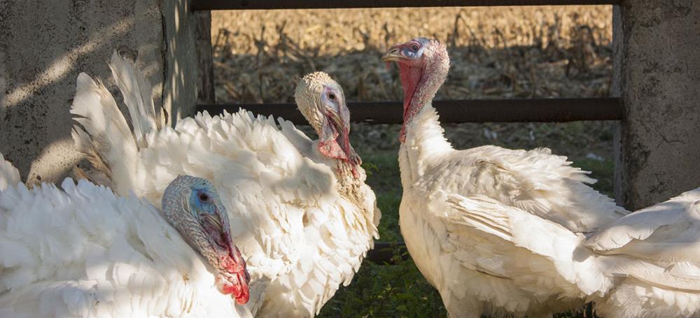 Tacchino Ermellinato di Rovigo: caratteristiche e allevamento