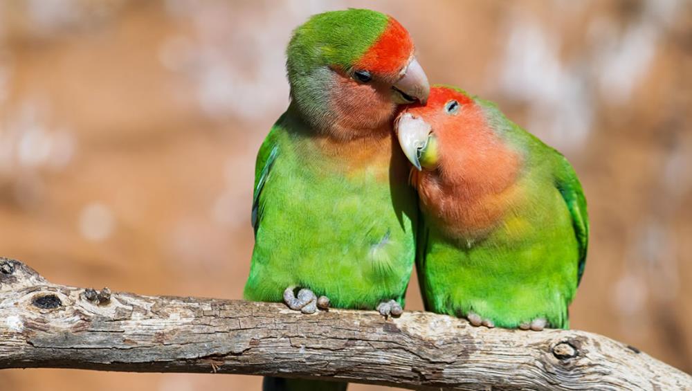 Sai tutto sugli 'Inseparabili'? Scopri le loro caratteristiche