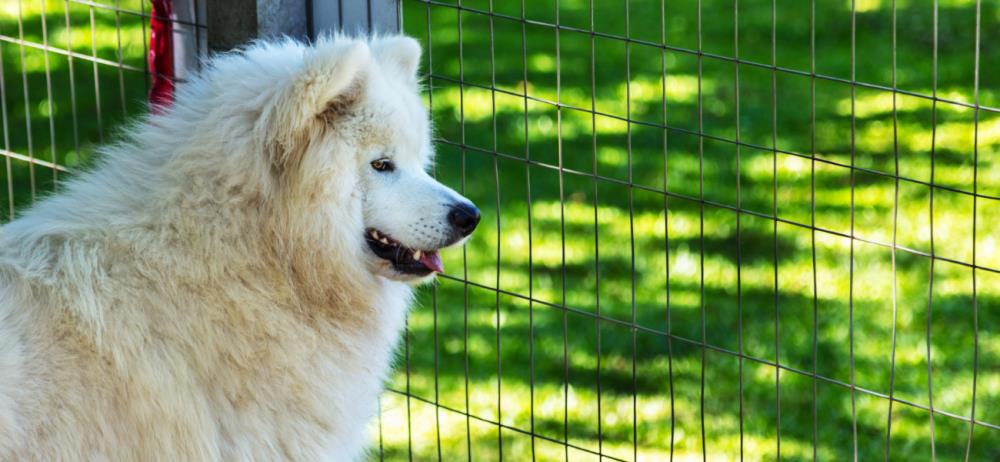 Quali sono i vantaggi di avere un nostro box per cani?