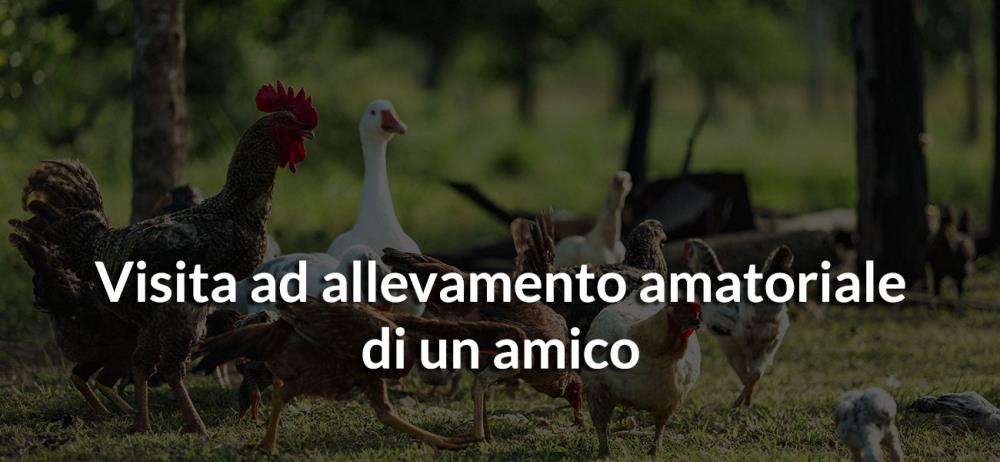 Visita ad allevamento amatoriale di un amico