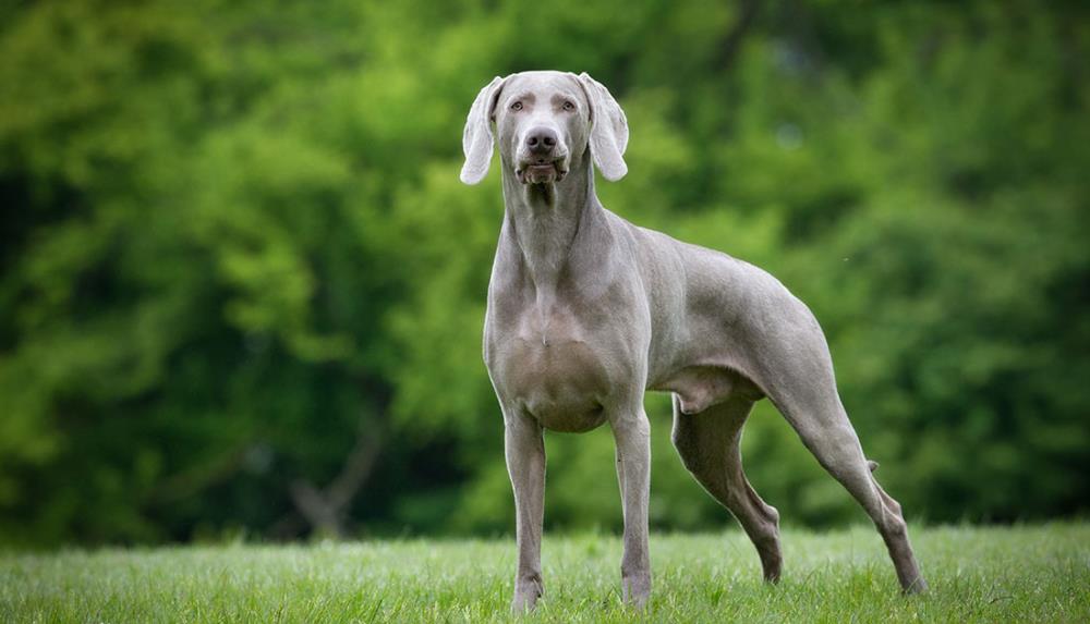 Weimaraner: carattere, alimentazione, addestramento