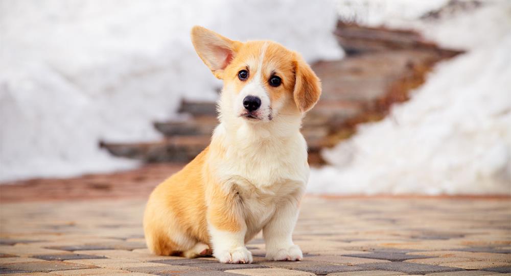 Welsh Corgi Pembroke: caratteristiche, educazione, alimentazione