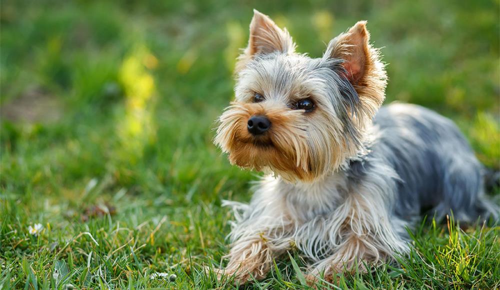 Yorkshire Terrier: carattere, alimentazione, educazione